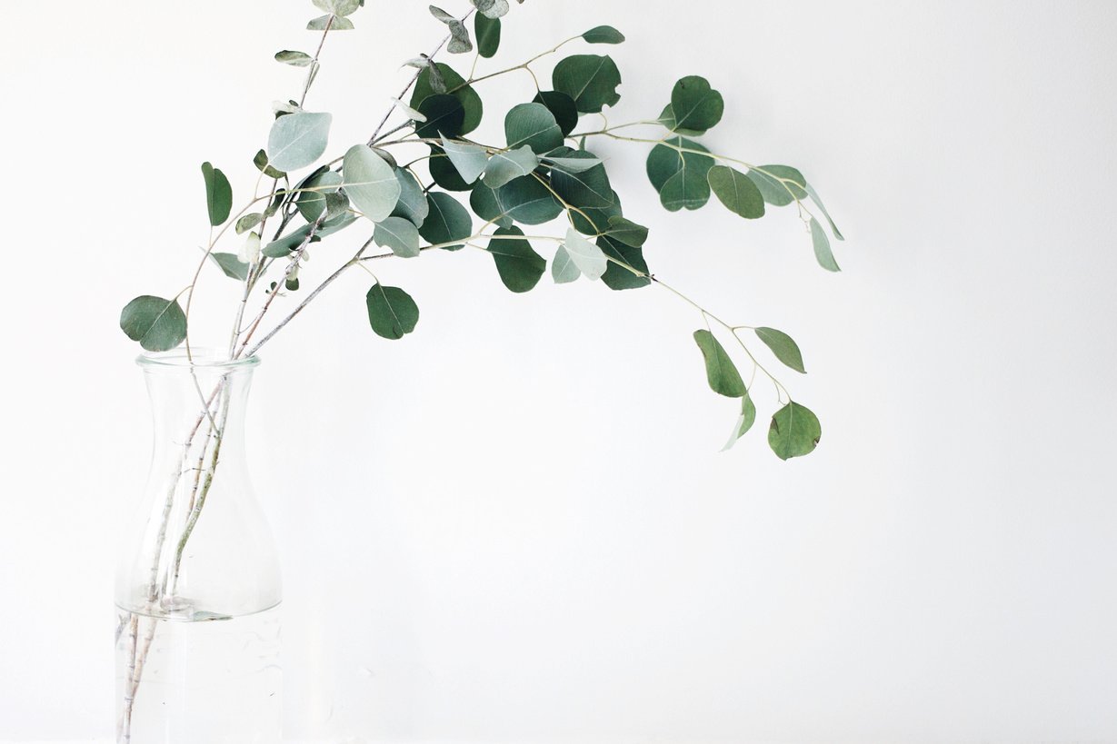 Leaves on a Vase on White Wall